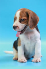 2 months beagle puppy sit down and looking camera on blue screen 