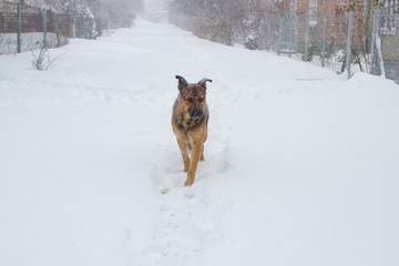 Dog in winter in rural street