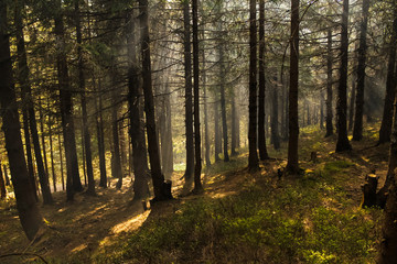 Fototapeta na wymiar dense pine forest covered in fog camp fire smoke nature background