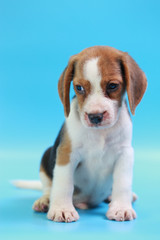 2 months beagle puppy sit down and looking camera on blue screen 