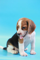2 months beagle puppy sit down and looking camera on blue screen 