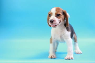 Obraz na płótnie Canvas 2 months beagle puppy sit down and looking camera on blue screen 
