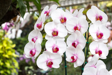Beautiful orchid flower in the garden at winter or spring day for postcard. beauty and agriculture idea concept design. Orchids are export business products of Thailand that make a lot of money.
