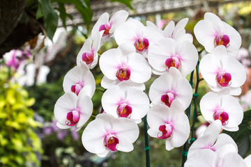 Beautiful orchid flower in the garden at winter or spring day for postcard. beauty and agriculture...