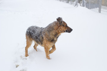 German Shepherd in the snow