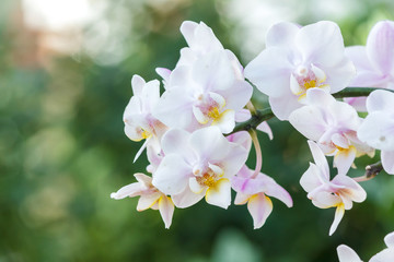 Beautiful orchid flower in the garden at winter or spring day for postcard. beauty and agriculture...
