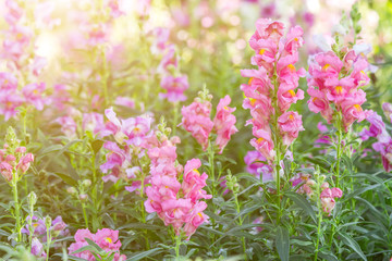 Beautiful flower and green leaf background in garden with sunlight at sunny summer or spring day for postcard. beauty decoration and agriculture idea concept design.