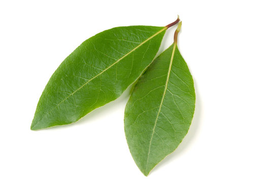 Fresh laurel leaf isolated on white background