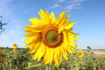 Fototapeta premium Sonnenblumen auf dem Feld und Blauer Himmel