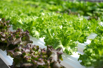 vegetable organic farm