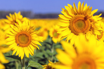 Fototapeta premium Bright yellow young sunflower in a sunflower field in a summer sunny day, in the background a green forest and clear blue sky bees of clouds, summer nature, a field of flowers
