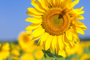 Obraz premium A close-up of a single bright yellow sunflower on a sunflower field, the background is blurred, a field of yellow flowers