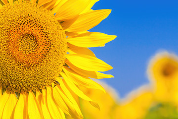 Naklejka premium A wasp flies near a sunflower, A close-up of one young bright yellow sunflower on a sunflower field in a warm sunny day, the background is blurred, a blue noob