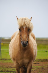 Icelandic horses standing in a field,Iceland.
