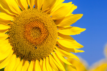 Obraz premium A bee flies near a sunflower, A close-up of one young bright yellow sunflower on a sunflower field in a warm sunny day, the background is blurred, a blue noob