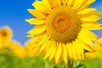 A wasp flies near a sunflower, A close-up of one young bright yellow sunflower on a sunflower field in a warm sunny day, the background is blurred, a blue noob