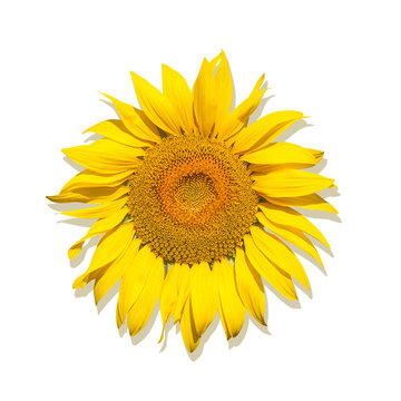 One Brightly yellow sunflower on a white isolated background, unripened sunflower with yellow center