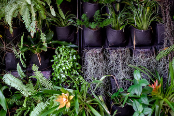 Plant wall