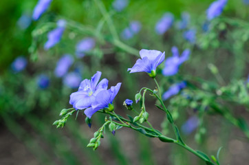 Blue linen flowers