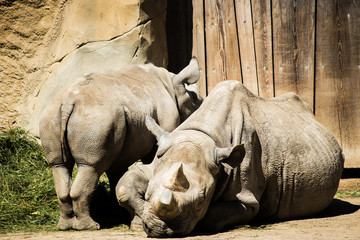 Obraz premium Nashorn