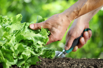 hand works the soil with tool, green lettuce plant in vegetable garden close up