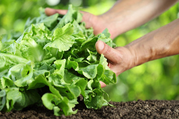 Naklejka na ściany i meble Hands picking lettuce, plant in vegetable garden, close up