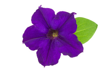 violet flower of petunia with green leaves isolated on white background