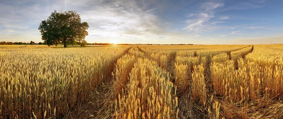 Papier Peint photo Lavable Campagne Paysage rural avec champ de blé au coucher du soleil