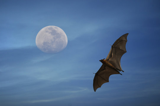 Flying Fox and the Moon.