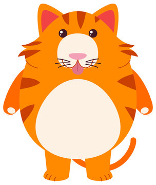 Fat cat on white background
