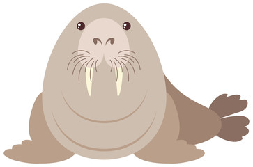 Walrus on white background