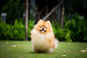 Naklejka na ściany i meble Cute Pomeranian dog and outdoor garden and running