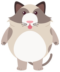 Fat cat on white background