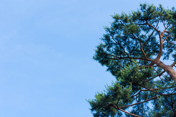 Obraz premium 青空 松