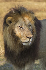 African lion, Botswana, Africa