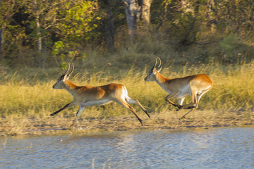 Red lechwes running, Okavango Delta, Botswana