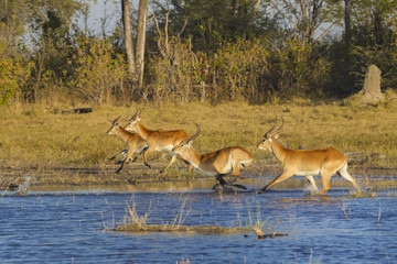 Red lechwes running, Okavango Delta, Botswana