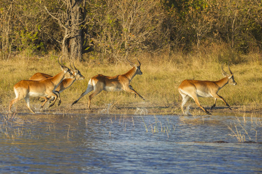 Red lechwes running, Okavango Delta, Botswana