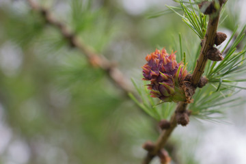 larch cone