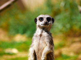 Suricate
