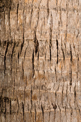 Rough brown palm tree wood bark natural texture background.