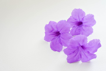 close up triple purple flower on white background, Cool and calm.