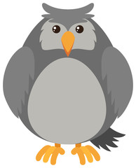 Gray owl on white background