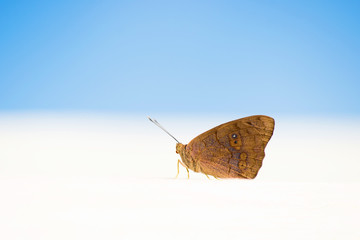 Beautiful butterfly that sits. Photo taken at the beach in the Dominican Republic.