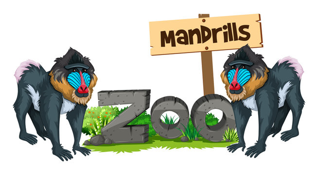 Two mandrills in the zoo