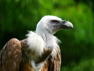 Vautour