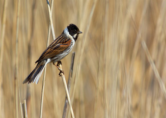 Sparrow on the west coast in Sweden