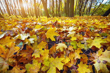 Autumn forest in the mountains
