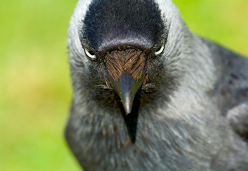 Angry jackdaw in Sweden