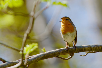 Singing robin bird in Sweden